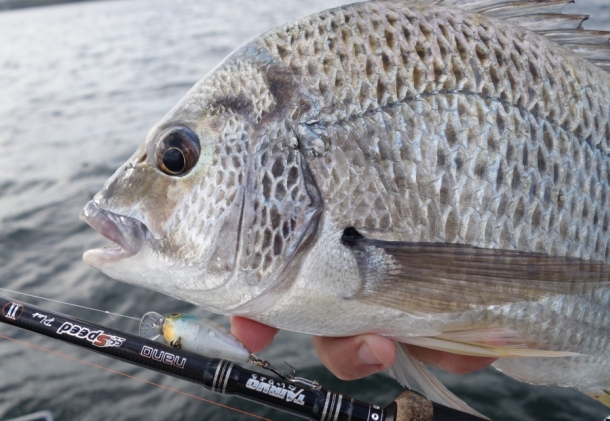 Tested: Tairyo light spin sticks